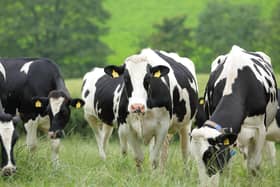 Dairy cows on William Irvine's farm. Picture: Cliff Donaldson
