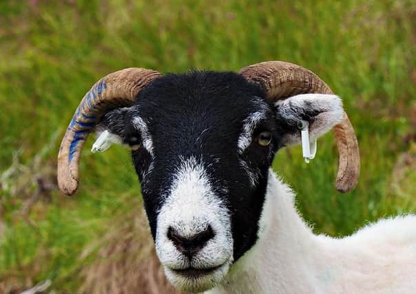 The winning project recommended setting up a goat co-operative in the north east of Scotland