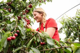 Cherry picker Steliyana Cherneva picks the first cherries of the season at AC Hulme & Sons near Canterbury.