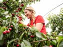 Cherry picker Steliyana Cherneva picks the first cherries of the season at AC Hulme & Sons near Canterbury.