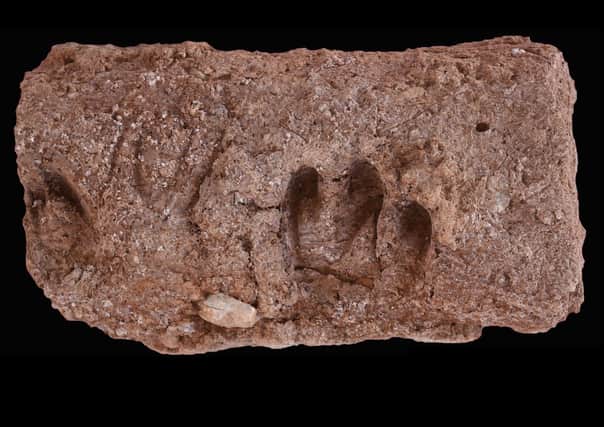 Indentation of several goat hooves in a brick from the archaeological site of Ganj Dareh. Image credit:The Tracking Cultural and Environmental Change project