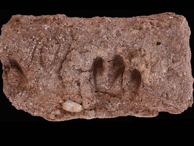Indentation of several goat hooves in a brick from the archaeological site of Ganj Dareh. Image credit:The Tracking Cultural and Environmental Change project