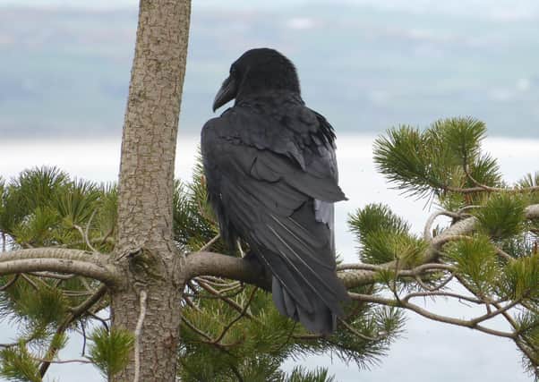 The fledging of three raven chicks from their nest in Thomas’s Mountain just weeks after the Mournes wildfire shows the incredible resilience of nature. Picture: National Trust/Andy Carden