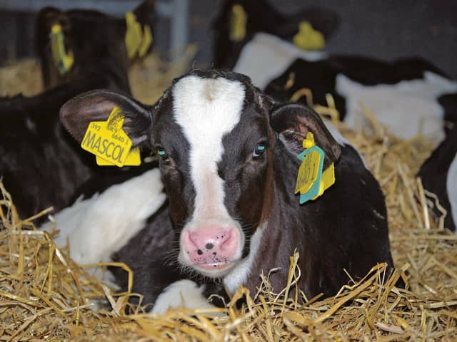 Calves infected during early pregnancy which are not aborted and are born alive are persistently infected with BVDV