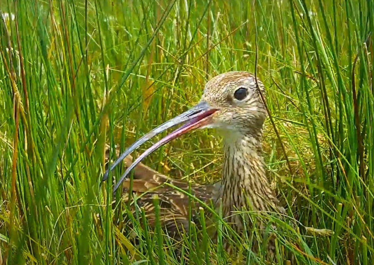 RSPB NI launches new Curlew LIVE Nestcam Project | Farming Life