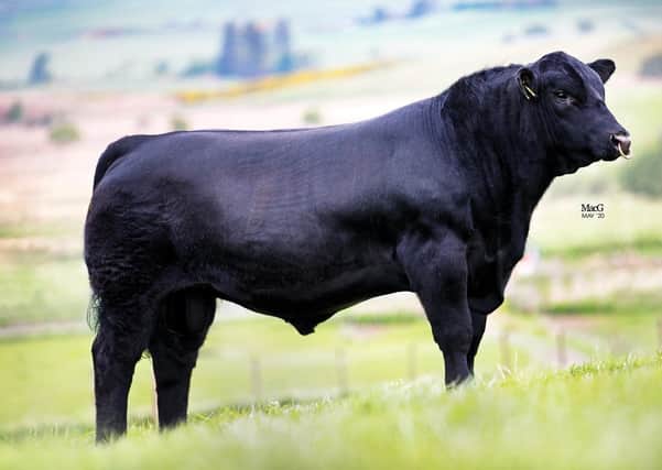 H W Grenade:  This more than impressive Aberdeen-Angus bull has an impressive growth and muscling index. He is a smooth fleshing sire with excellent muscling. Grenade is suitable for breeding suckler replacements. He should be used only on cows until such times as a detailed calving survey has been completed