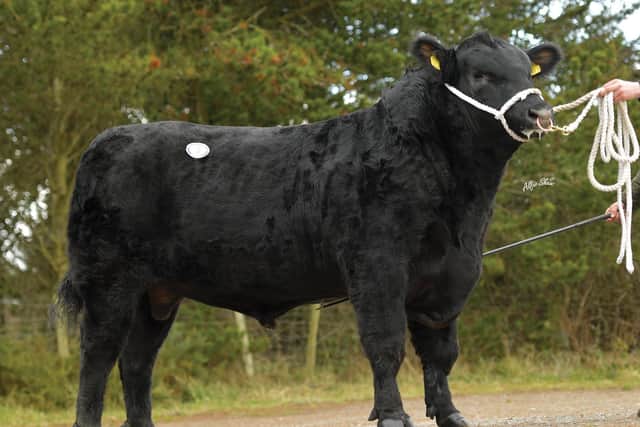 Lord Highway: Another new Aberdeen-Angus bull for Ai Services, he is bred from a successful and proven cow family. Highway has tremendous terminal and maternal indices. He is suitable for breeding suckler replacements