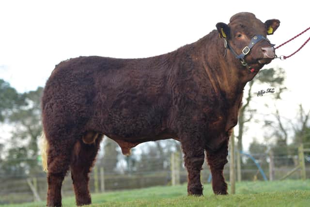 Drumlegagh Oscar: This outstanding Salers’ sire displays outstanding breed character with good muscling and hindquarter development. Oscar’s sire is a consistent breeder of quality stock