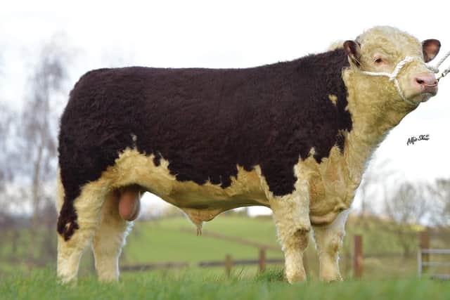 Graceland 1 Silas: This exciting Hereford sire combines style, shape and performance. Silas was the top prices bull at the Spring 2021 Hereford sale. He has well above average figures for growth and muscling