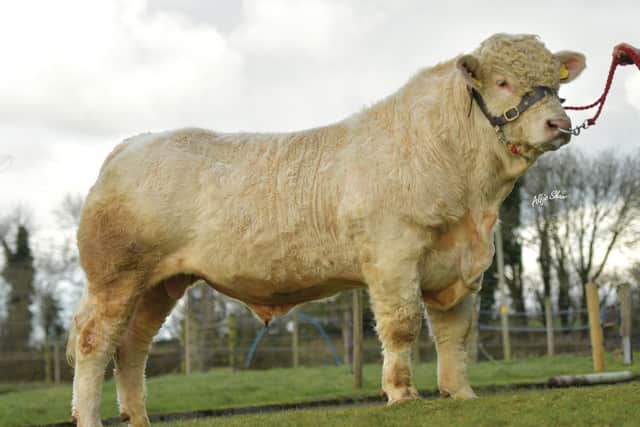 Woodpark Paris was bred by Mr Will Short from Beragh, Omagh, Co Tyrone. Chatham Ned was bred by Jim Morrison and Son, from Carrowreagh, Armoy, Co Antrim. Graceland 1 Silas was bred by Robin Irvine, from Whitecross in Co Armagh
