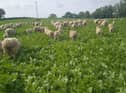 Dale Orr's sheep grazing a newly established multi-species sward