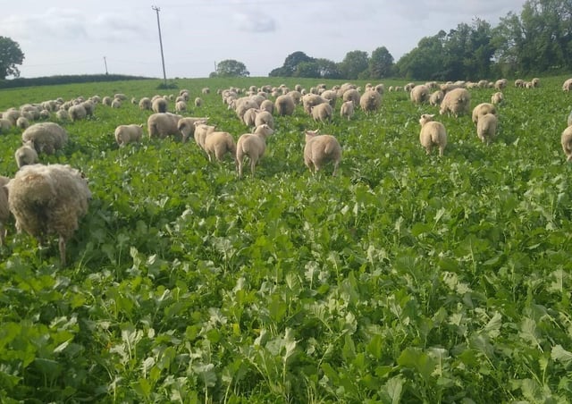 Dale Orr's sheep grazing a newly established multi-species sward