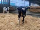 Simple steps to minimise the effects of heat stress in calves