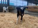 Simple steps to minimise the effects of heat stress in calves