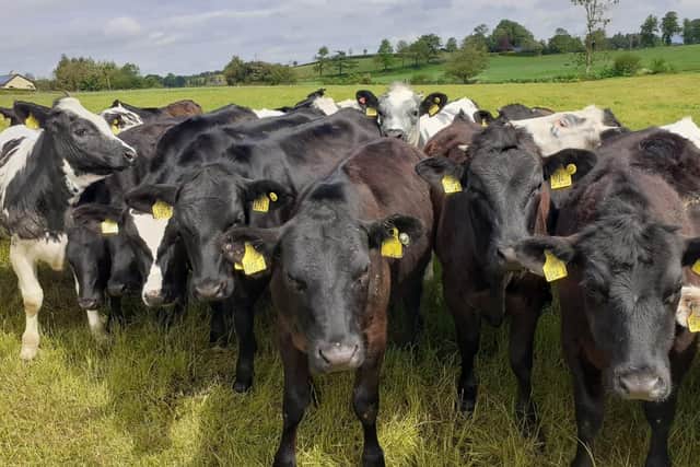 A batch of young stock pictured on Stephen Maguire’s farm at Congo, Maguiresbridge, Co Fermanagh