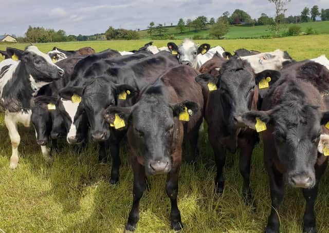 A batch of young stock pictured on Stephen Maguire’s farm at Congo, Maguiresbridge, Co Fermanagh