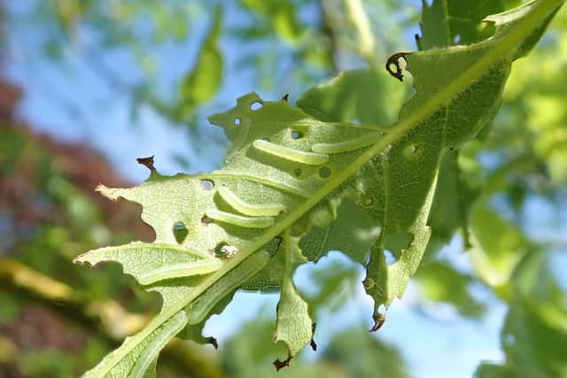 Ash sawfly caterpillars are voracious eaters and can strip leaves and trees bare