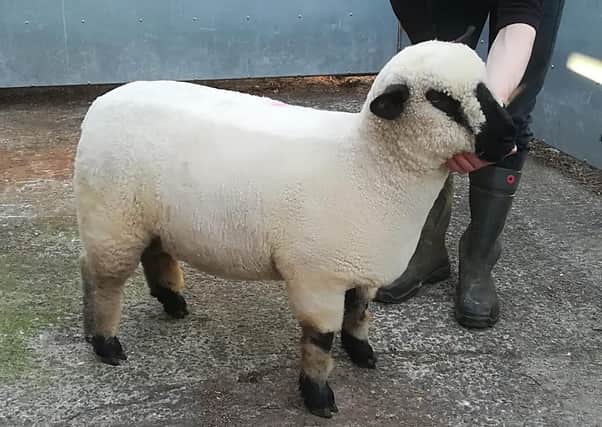 Jim, Ann and Jonathan Fletcher's ewe lamb which made 850gns