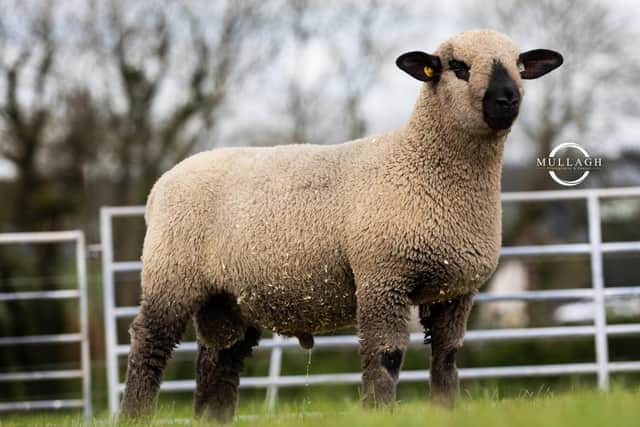 Kevin McCarthy's 5200gn ram lamb