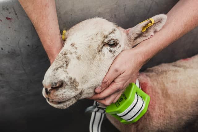 National Trust conacre farmer John Maginn Jnr fits a GPS collar to one of the sheep.