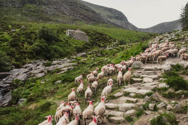Sheep are used in the Mournes for conservation grazing. National Trust images/Paul Moane