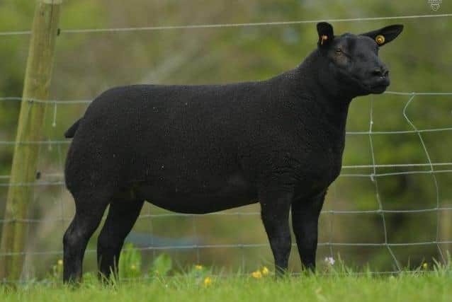 Top priced Beltex hogget - a black gimmer from Elizabeth McAllister sold for 1600gns to A & J Carson