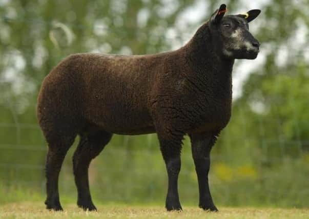 Tara Williamson’s , Blue texel ewe lamb selling for 1050gns