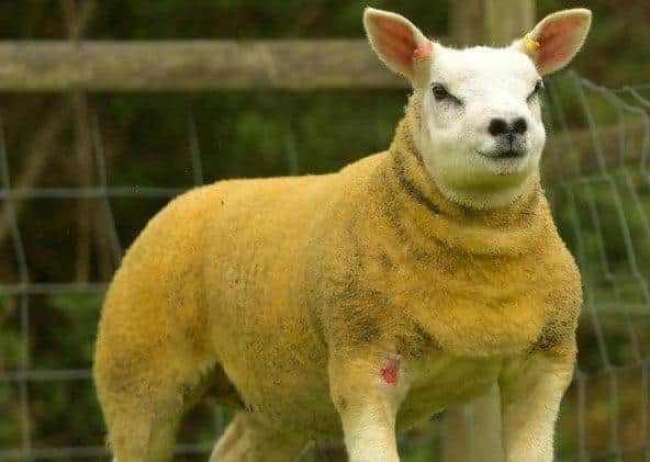 Alastair Gault’s Texel ewe lab sold with recipient ewe for 1500gns