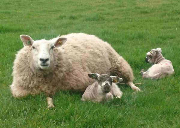 With careful planning and selection, breeding ewe lambs can represent an additional income at weaning of £70.95 per ewe.