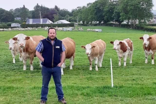 Steven Campbell, Bellaghy with some of his new West of Ireland Simmental and Limousin cross heifers.