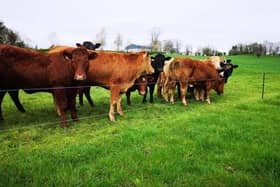 Youngstock are also managed on a rotational grazing system, helping to improve stocking rate on the farm.
