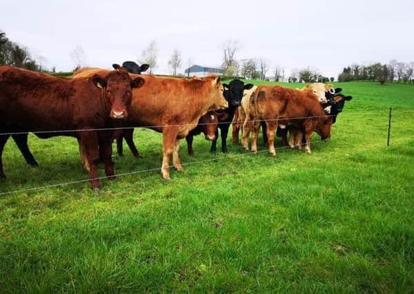 Youngstock are also managed on a rotational grazing system, helping to improve stocking rate on the farm.