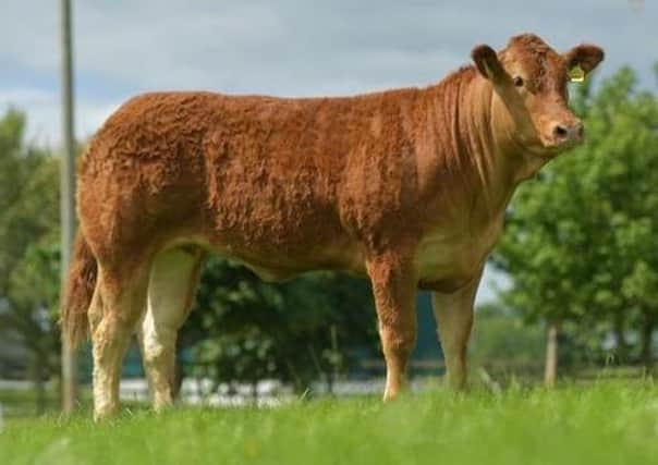 Trueman Rosanna is an exceptional maiden heifer by Telfers Munster. She exhibits great muscling, size, and class. Her mother Trueman Indie is a full sister to Trueman Idol - a bloodline which has bred consistently well throughout the U.K. She is also a granddaughter of Trueman Euphonium.