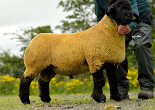 2020 Top priced ram lamb from Fred Smyth, Limavady sold for 2,800gns to Michael and Marie Jennings, Co Mayo