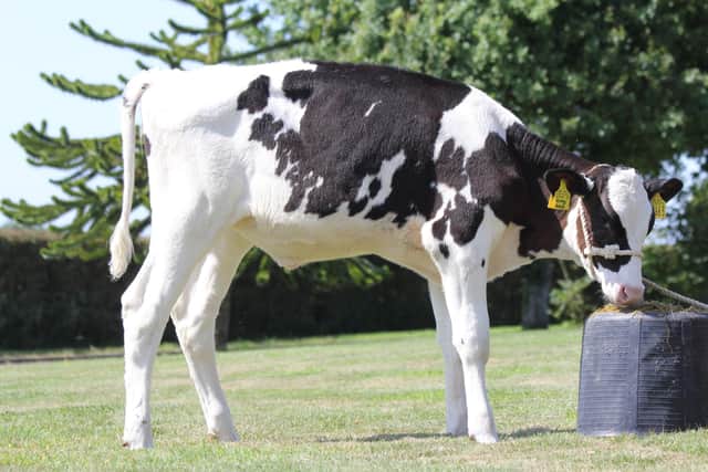 Priestland  6966 Army Anna (lot 84)  comes under the hammer at Holstein NIâ€TMs online charity auction on Friday 23rd July.