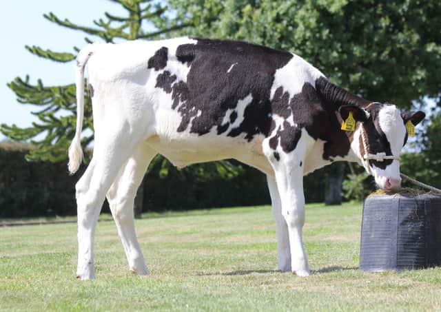 Priestland  6966 Army Anna (lot 84)  comes under the hammer at Holstein NIâ€TMs online charity auction on Friday 23rd July.