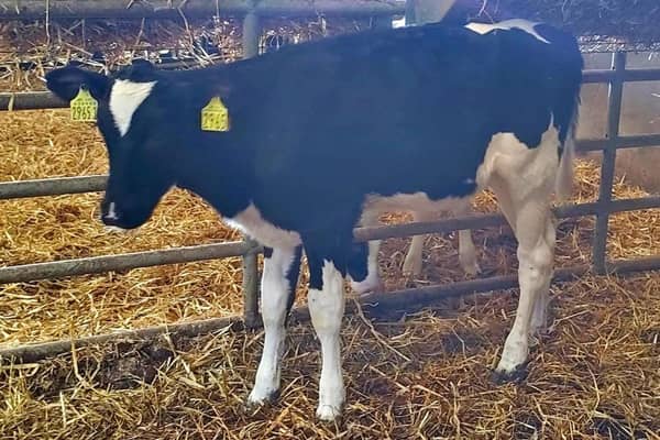 Relough Leap Danna 6 (lot 83) is bred from nine generations of VG and EX dams. She sells at Holstein NIâ€TMs online charity auction on Friday 23rd July.