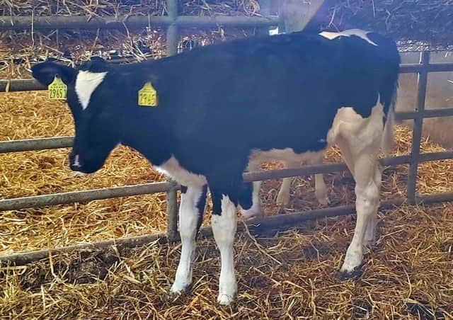 Relough Leap Danna 6 (lot 83) is bred from nine generations of VG and EX dams. She sells at Holstein NIâ€TMs online charity auction on Friday 23rd July.