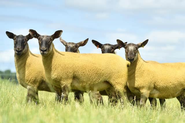Commercial sheep producers are in for a treat the forthcoming Jalex on farm breeding sheep sale with exceptional quality throughout. There will be pens offered from 2 to 10 head.