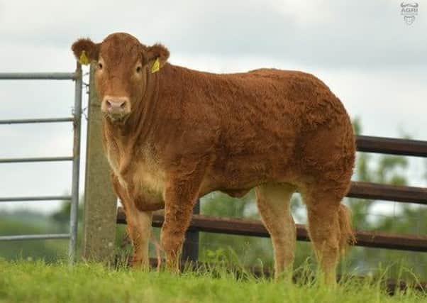 Trueman Ruby sold for 6000 guineas and was added to Seamus Keady’s shopping list for his Shanna herd.