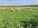 Sheep grazing a multi-species sward at James Drummond’s farm in Northumberland.