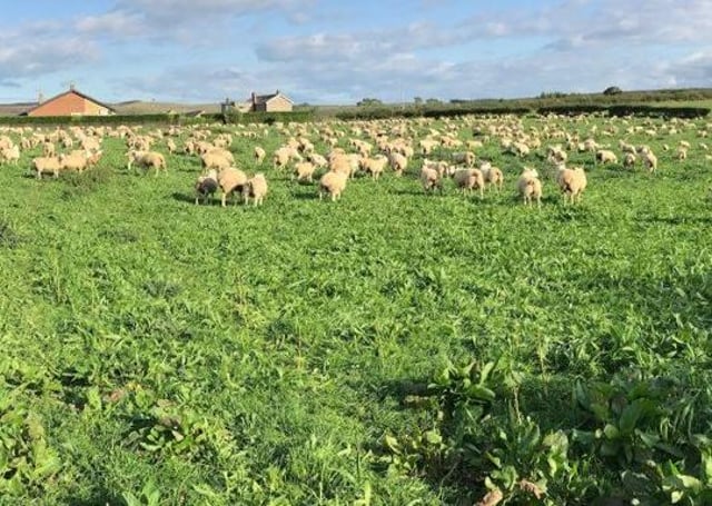 Sheep grazing a multi-species sward at James Drummond’s farm in Northumberland.