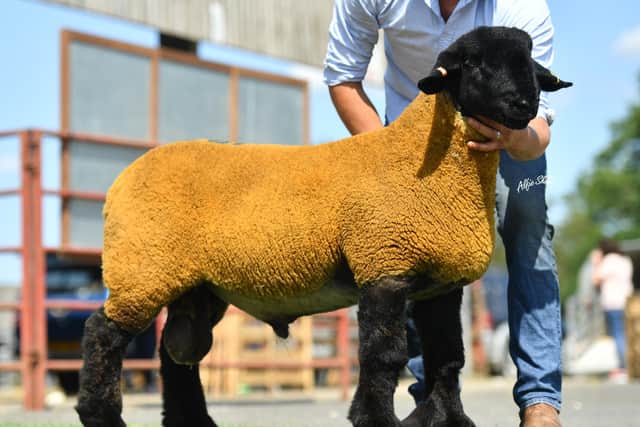 3rd Prize Novice ram lamb from Michael Smyth sold for 15,000gns to Seamus Browne, Co. Donegal