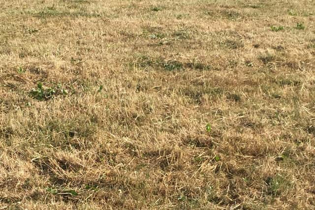 Paddock 4 weeks post grazing in East Down – Many farms in the east are experiencing significant shortages of grass with little growth over the course of the last rotation.