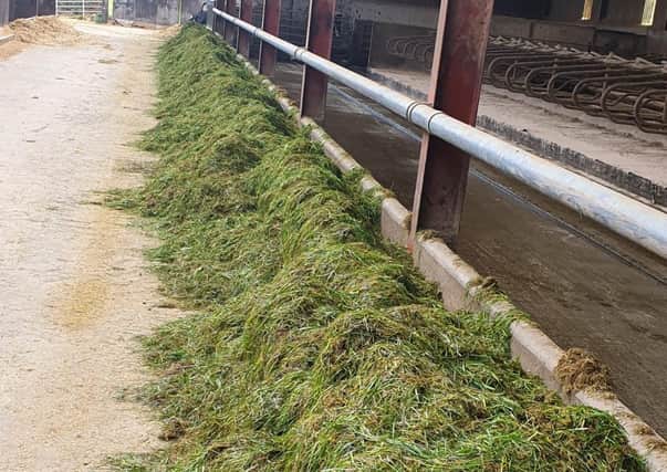 Zero grazed grass mixed with silage for housed cows – Grass away from the farm and not normally available for grazing can be fed by zero grazing, either mixed with silage or on its own.