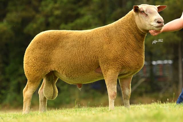 Top price at Charollais Premier sale shearling ram shown by William McAllister sold for 4400gns