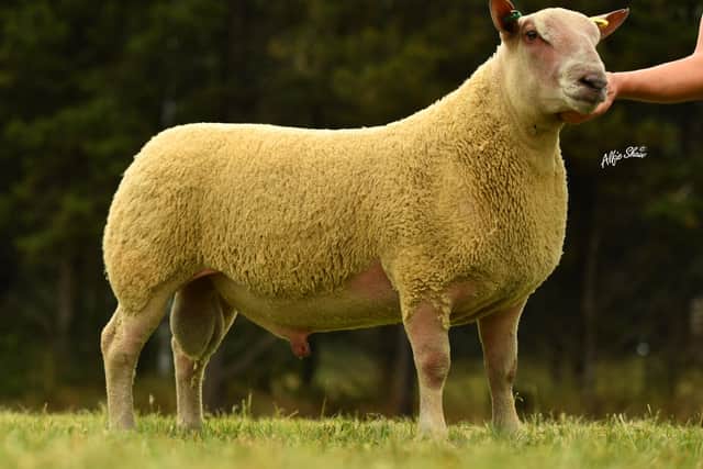 Ram Lamb shown by Alistair Moore sold for 1620gns