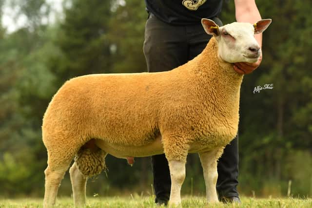 Ram Lamb shown by Graham Foster sold for 2100gns