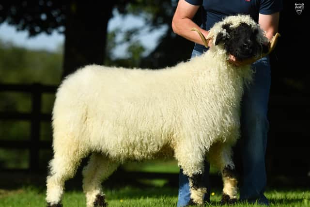 It took 4100 guineas to secure this flashy stock ewe at Beatties Valais Blacknose production sale