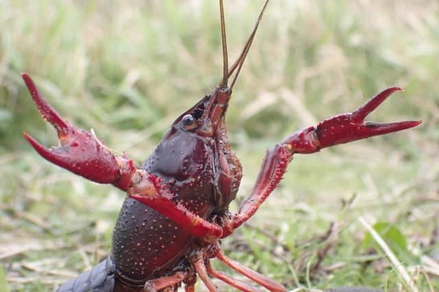 Red swamp crayfish. Credit Clothilde Pérot-Guillaume.